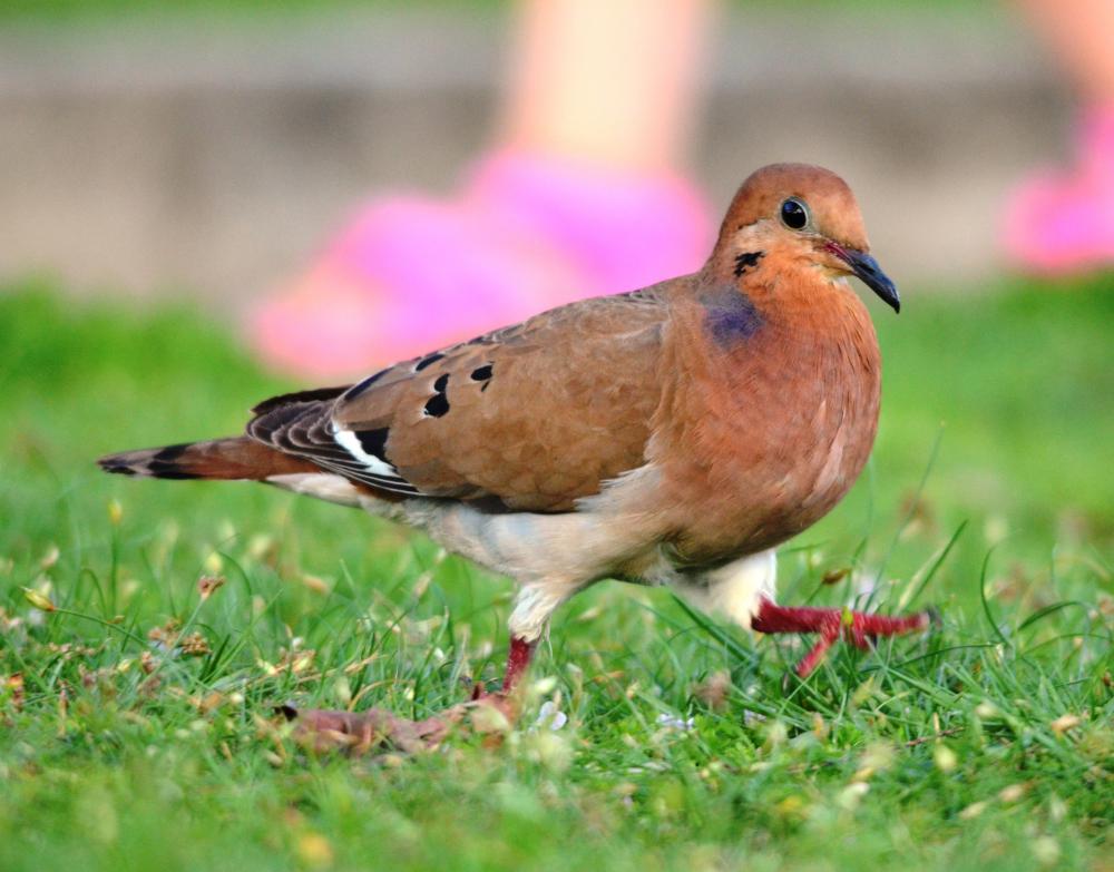 Zenaida dove